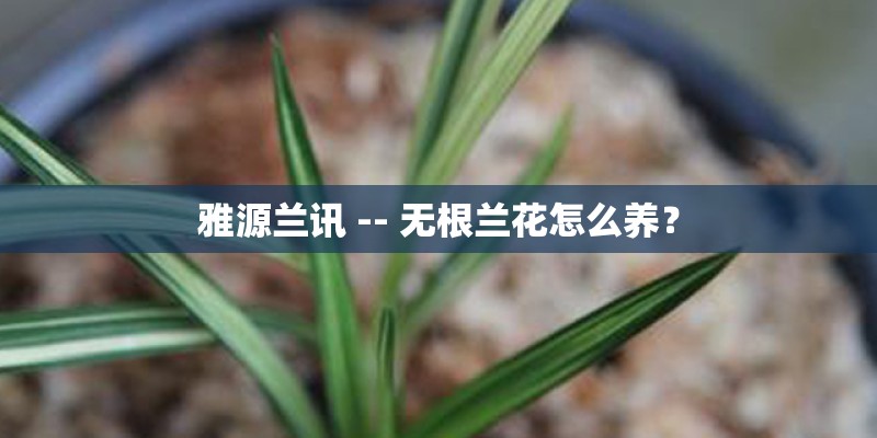 雅源兰讯 -- 无根兰花怎么养？