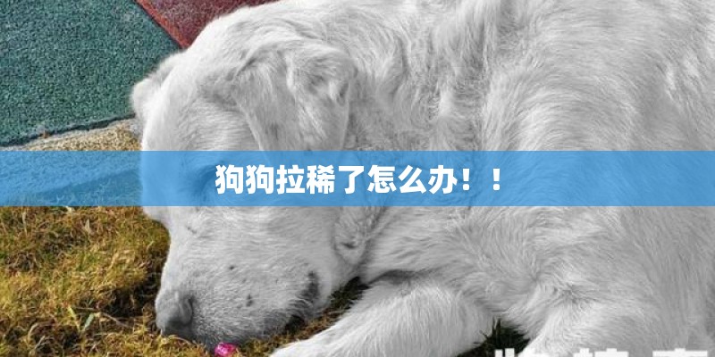 狗狗拉稀了怎么办！！