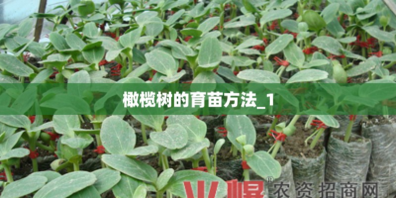 橄榄树的育苗方法_1