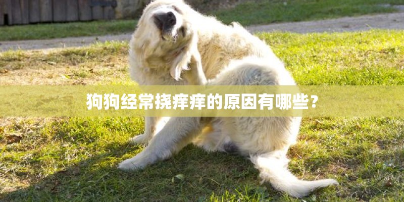 狗狗经常挠痒痒的原因有哪些？