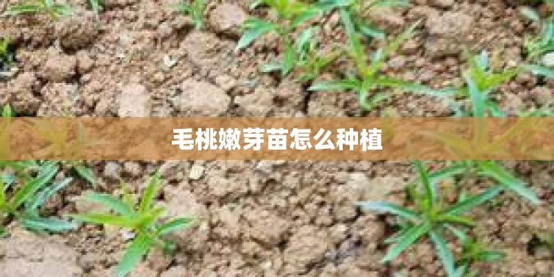 毛桃嫩芽苗怎么种植