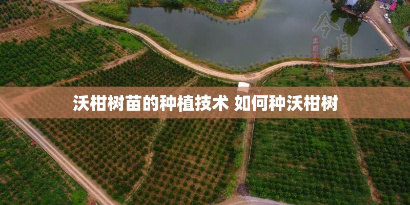 沃柑树苗的种植技术 如何种沃柑树