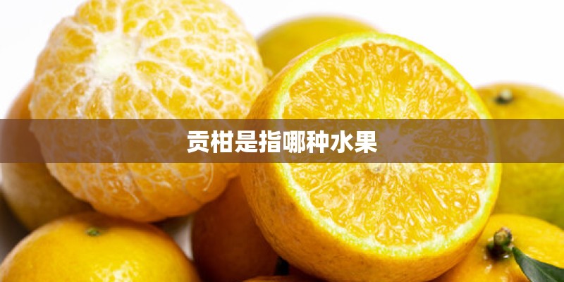 贡柑是指哪种水果
