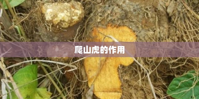 爬山虎的作用