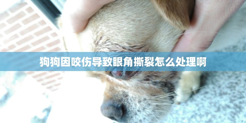 狗狗因咬伤导致眼角撕裂怎么处理啊 狗狗因咬伤导致眼角撕裂怎么处理啊