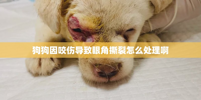 狗狗因咬伤导致眼角撕裂怎么处理啊 狗狗因咬伤导致眼角撕裂怎么处理啊