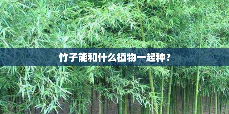 竹子能和什么植物一起种？