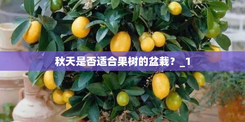 秋天是否适合果树的盆栽？_1