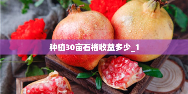 种植30亩石榴收益多少_1