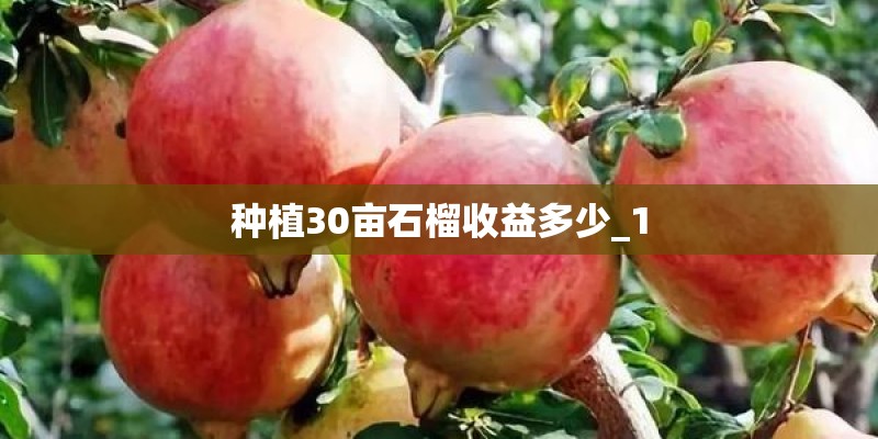 种植30亩石榴收益多少_1