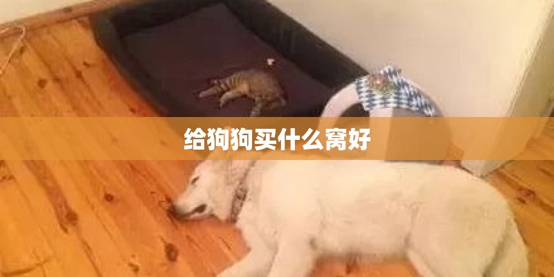 给狗狗买什么窝好