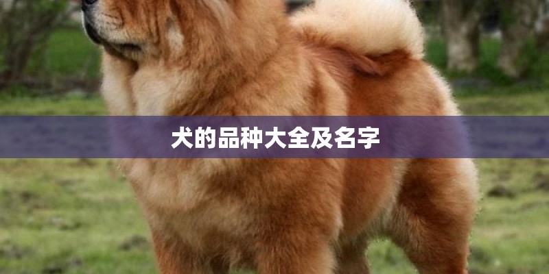 犬的品种大全及名字