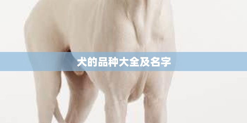 犬的品种大全及名字