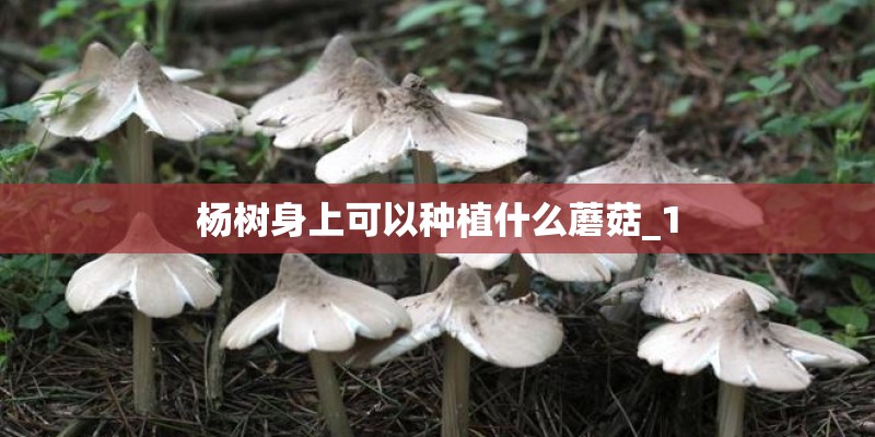 杨树身上可以种植什么蘑菇_1