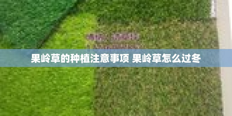 果岭草的种植注意事项 果岭草怎么过冬