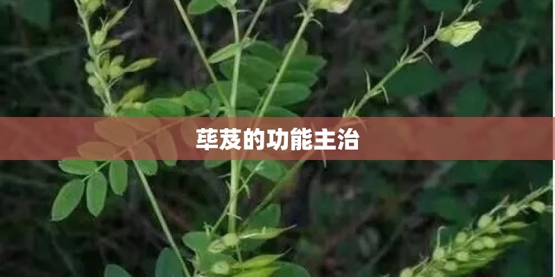 荜芨的功能主治