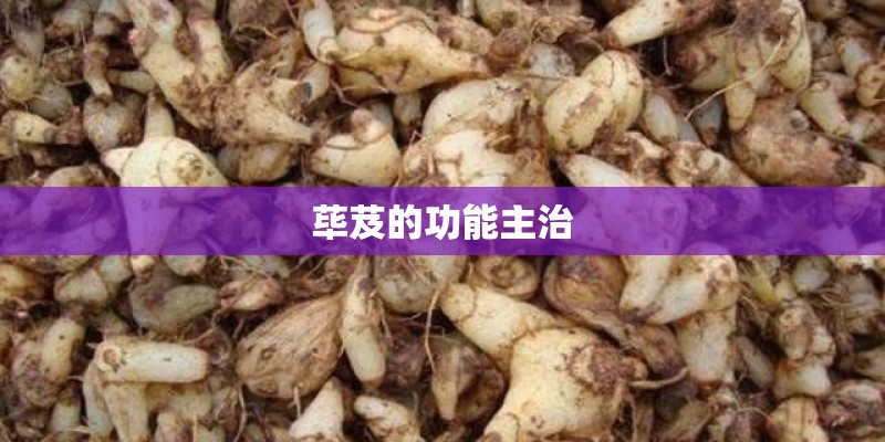 荜芨的功能主治