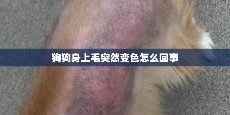 狗狗身上毛突然变色怎么回事