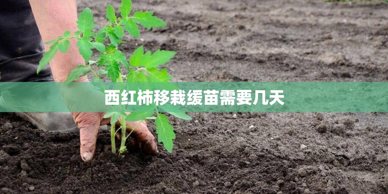 西红柿移栽缓苗需要几天 西红柿移栽缓苗需要几天