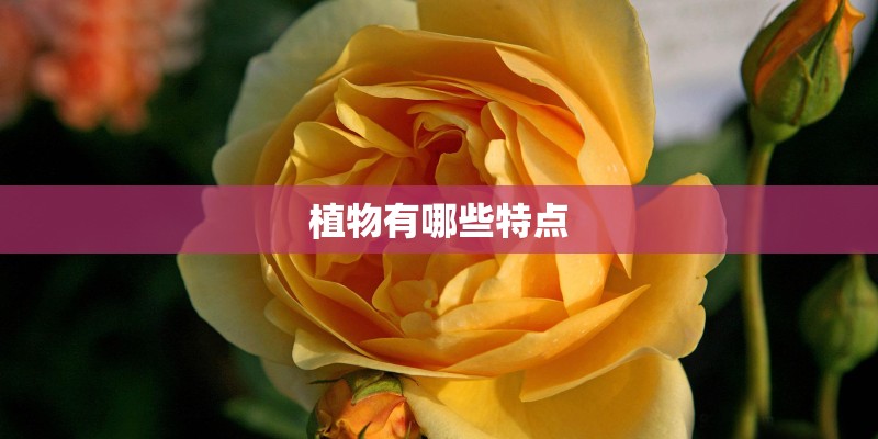 植物有哪些特点