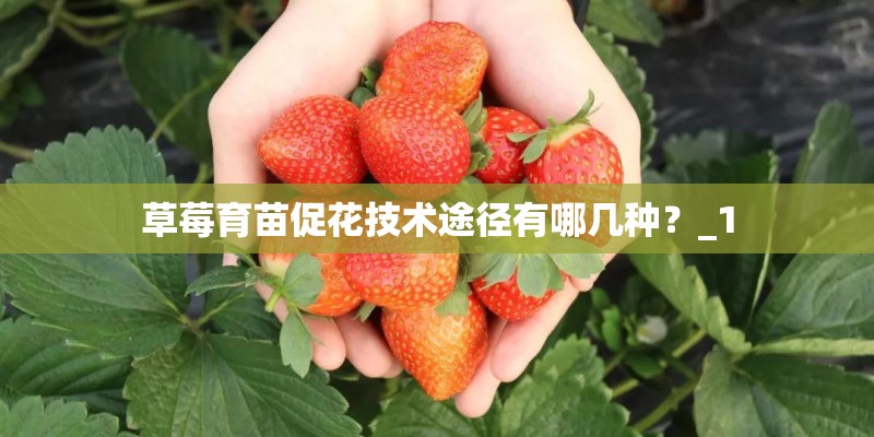草莓育苗促花技术途径有哪几种？_1