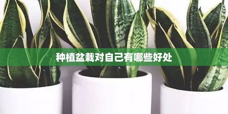 种植盆栽对自己有哪些好处