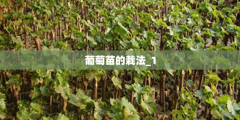葡萄苗的栽法_1