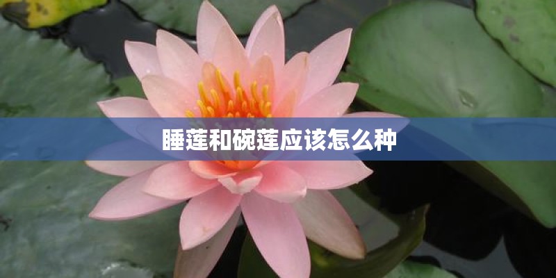 睡莲和碗莲应该怎么种