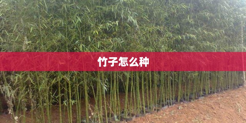 竹子怎么种