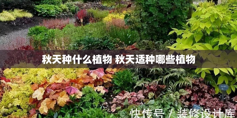 秋天种什么植物 秋天适种哪些植物