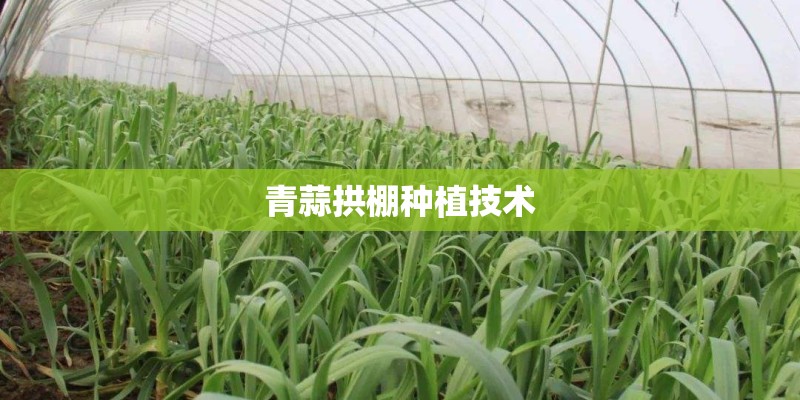 青蒜拱棚种植技术