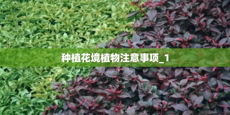 种植花境植物注意事项_1