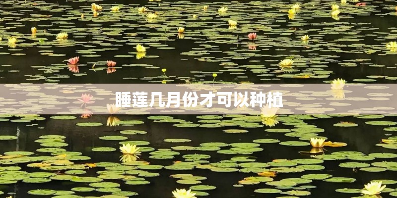 睡莲几月份才可以种植