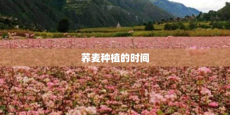 荞麦种植的时间