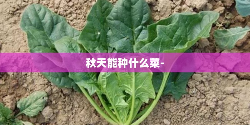秋天能种什么菜-