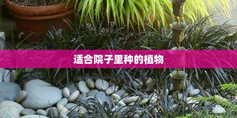 适合院子里种的植物