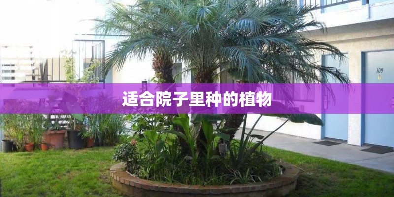 适合院子里种的植物