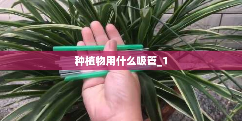 种植物用什么吸管_1