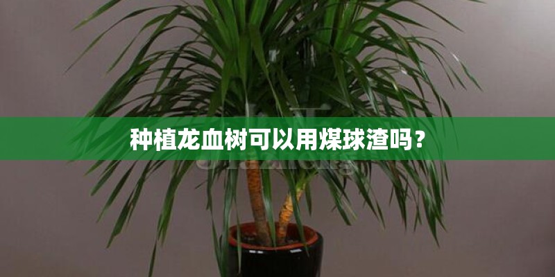 种植龙血树可以用煤球渣吗？