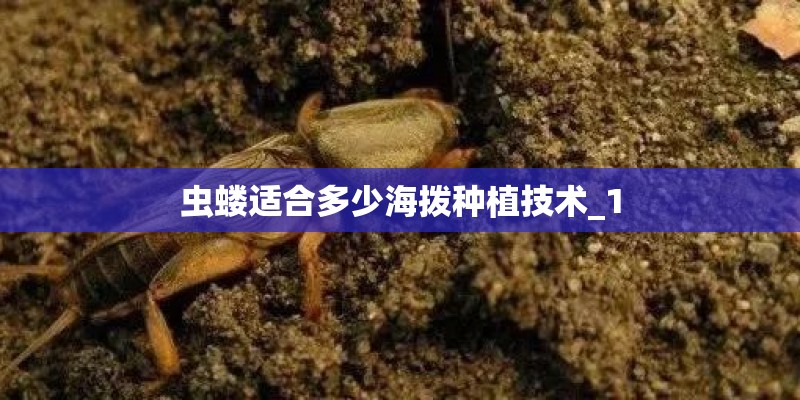 虫蝼适合多少海拨种植技术_1