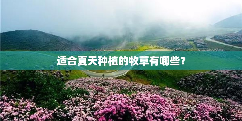 适合夏天种植的牧草有哪些? 适合夏天种植的牧草有哪些?