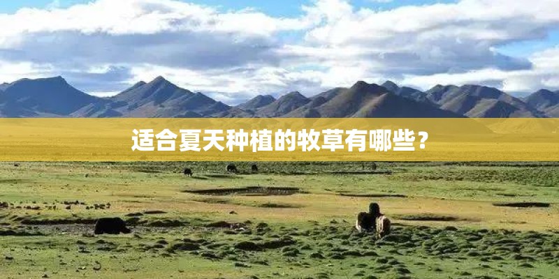 适合夏天种植的牧草有哪些? 适合夏天种植的牧草有哪些?