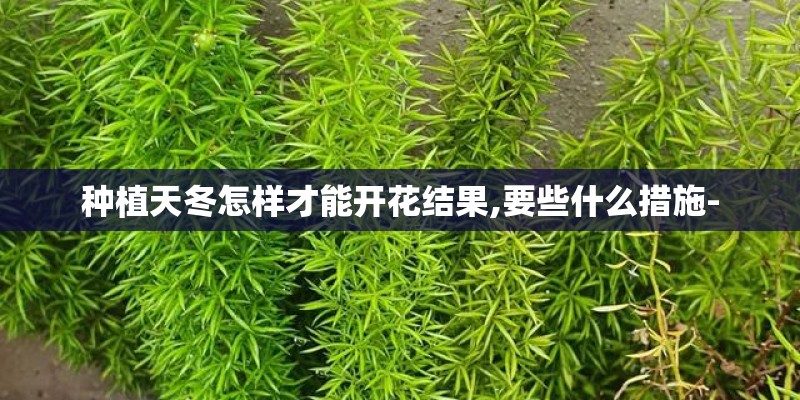 种植天冬怎样才能开花结果,要些什么措施-