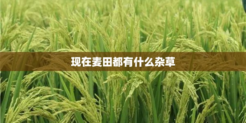 现在麦田都有什么杂草