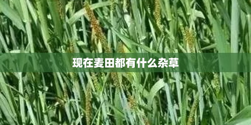 现在麦田都有什么杂草