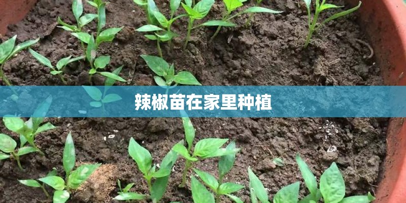 辣椒苗在家里种植