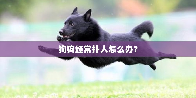 狗狗经常扑人怎么办？