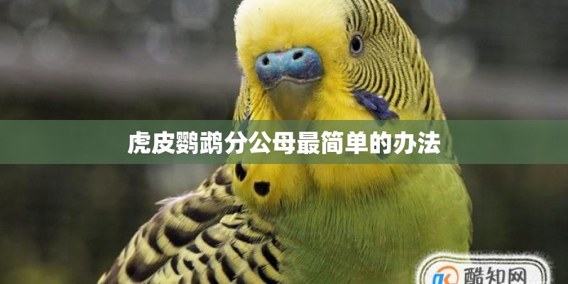 虎皮鹦鹉分公母最简单的办法 虎皮鹦鹉分公母最简单的办法