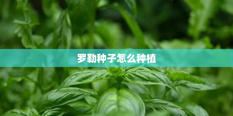 罗勒种子怎么种植