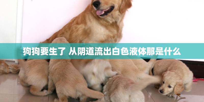 狗狗要生了 从阴道流出白色液体那是什么